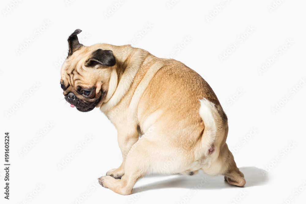 male pug dog isolated on white