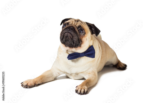pug dog with blew bow tie © Pereginskaya