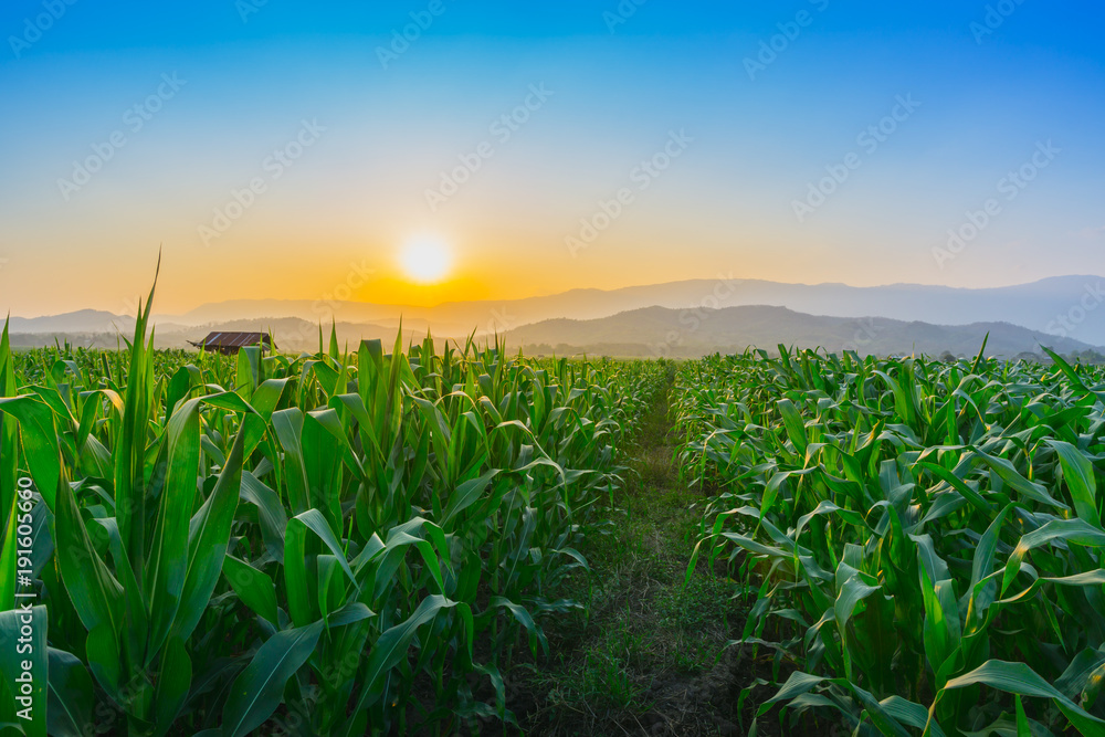 Fototapeta premium Landscape of young green corn field at Thailand agricultural garden and light shines sunset in the evening