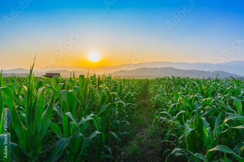 Landscape of young green corn field at Thailand agricultural garden and light shines sunset in the evening