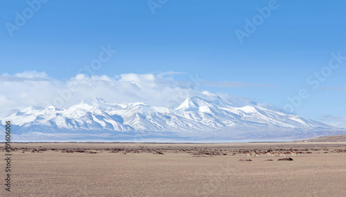 Obraz na plátně Herd of kiangs, wild asses at Manasarovar lake in Tibet, China