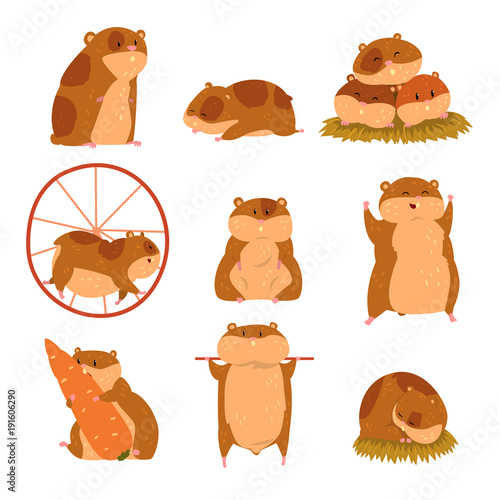 Cute cartoon hamster characters set, funny animal in different situations vector Illustrations