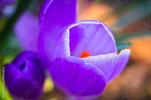 Purple crocus flowers in the spring time photo