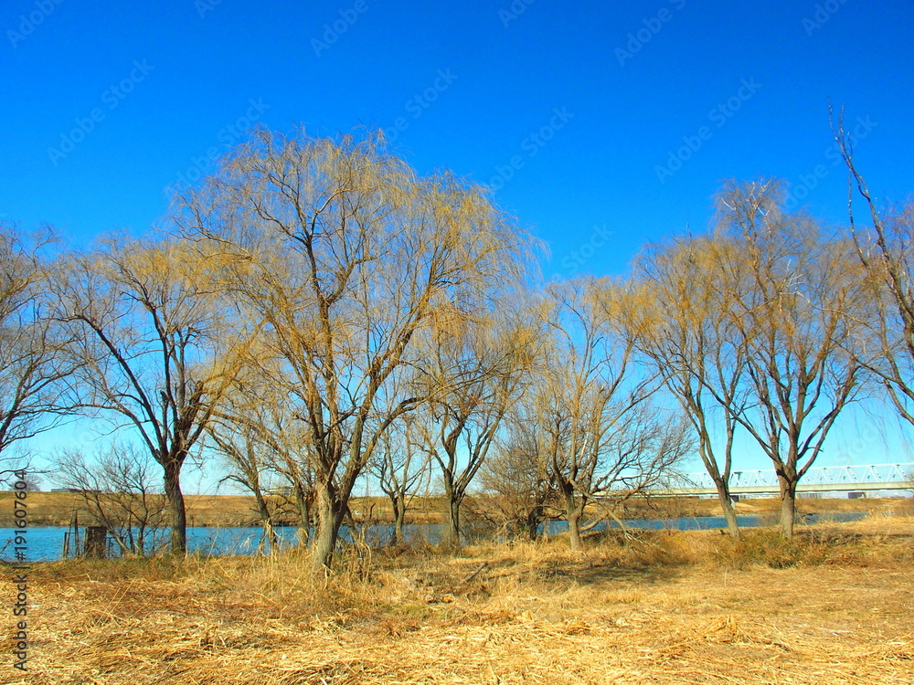 Fototapeta premium 冬枯れの河川敷風景