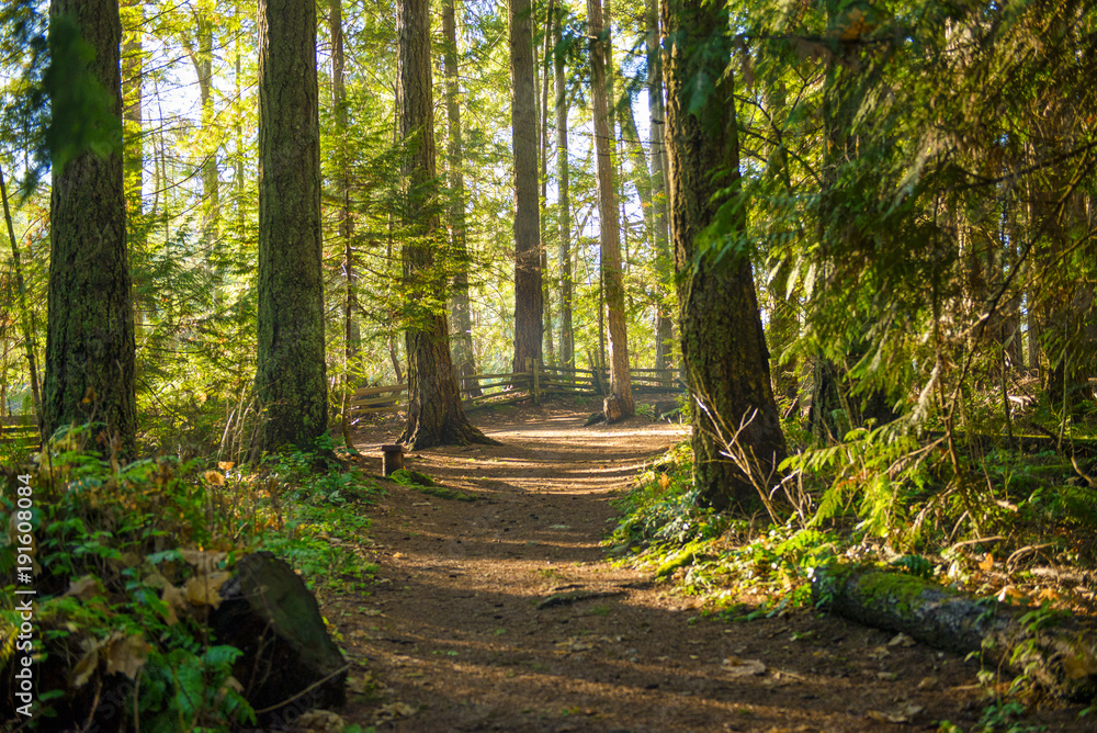 Naklejka premium Promienie słoneczne filtrujące przez leśne liście w parku prowincjonalnym Vancouver Island