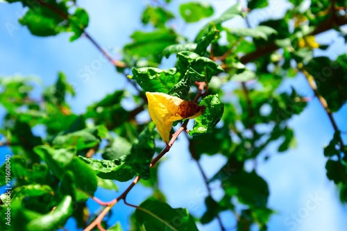 Gelbes Blatt in grünen Blättern - bunter Baum