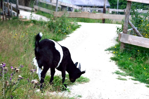 Baby Ziege auf dem Weg