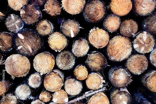 Baumstamm Hintergrundbild aus dem Wald