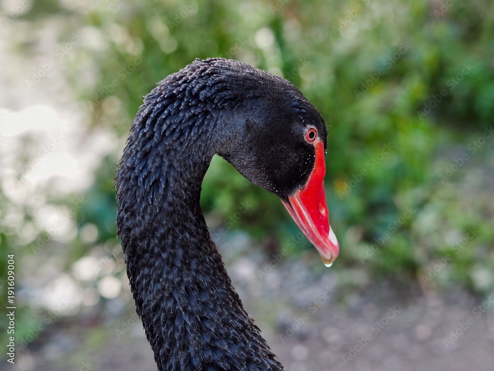 Fototapeta premium Black Swan