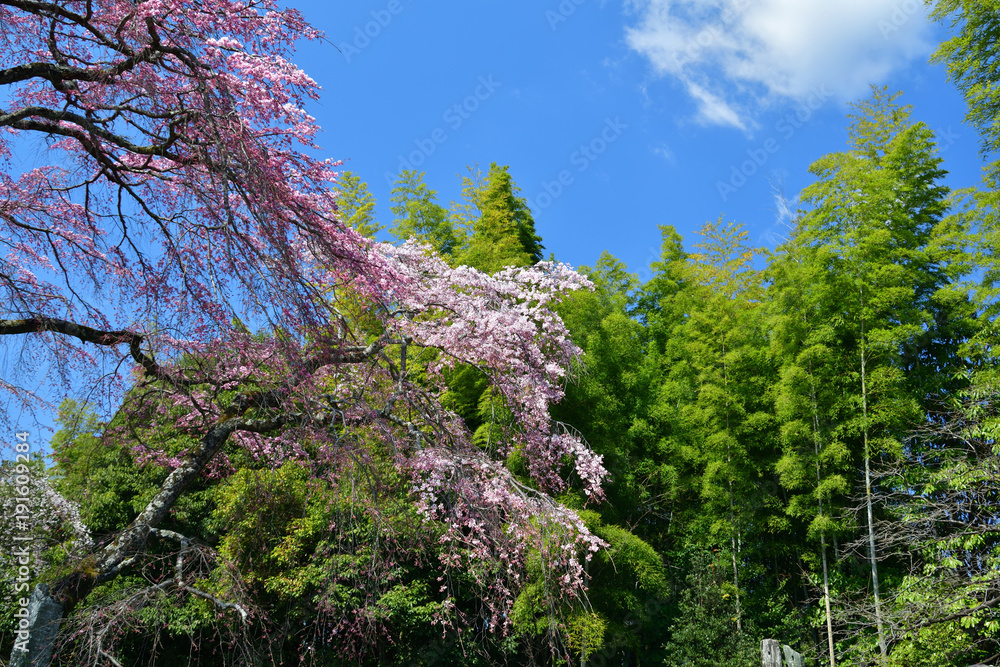 Cherry blossom and bamboo trees, Kyoto Japan Cherry blossom and bamboo trees, Kyoto Japan