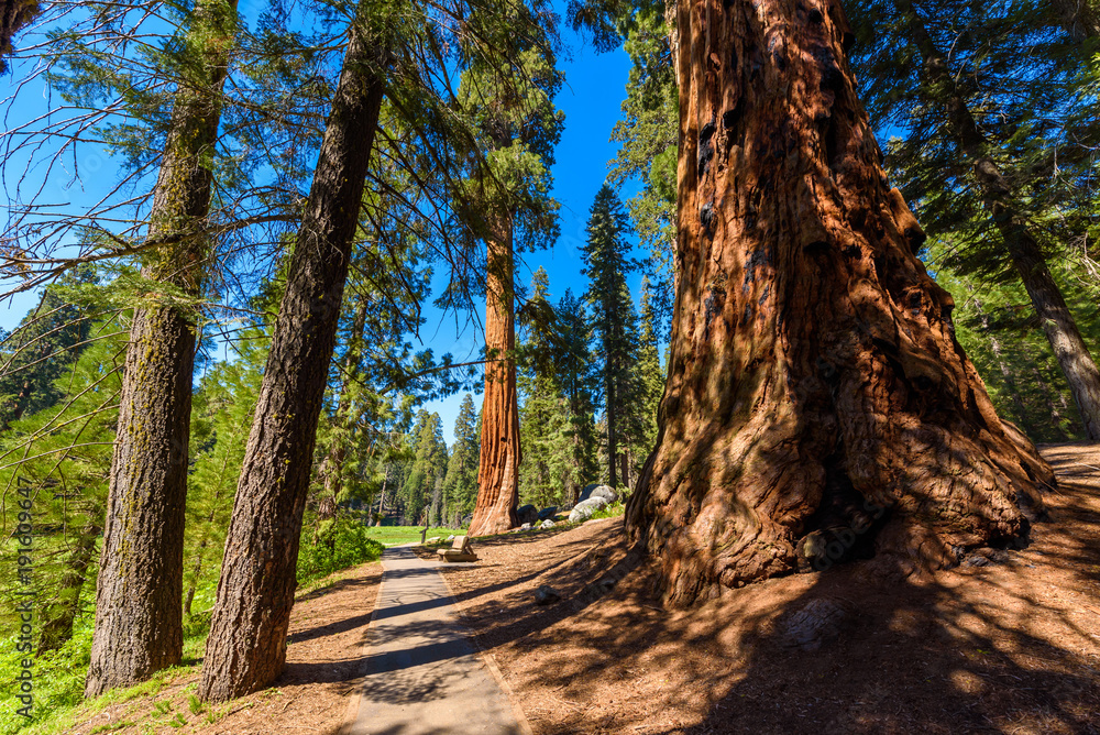 Beautiful scenery on the Big Trees Trail in Sequoia National Park where are the biggest trees of the world, California. USA. Beautiful scenery on the Big Trees Trail in Sequoia National Park where are the biggest trees of the world, California. USA.