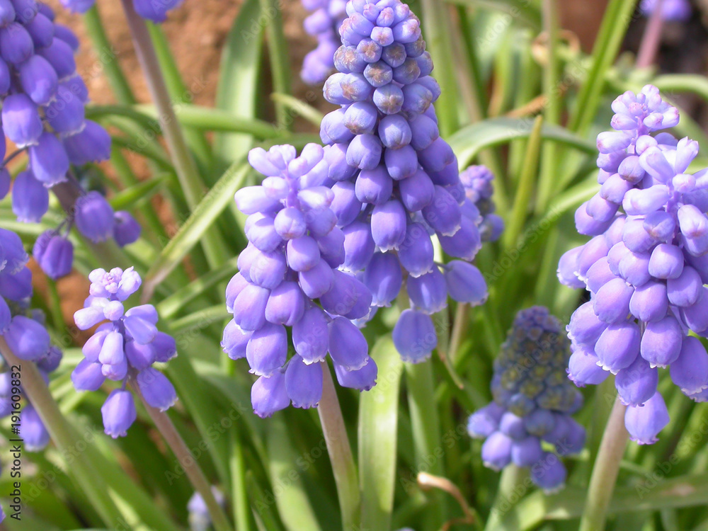 Several purple growing hyacinth flowers in the sunlight Several purple growing hyacinth flowers in the sunlight
