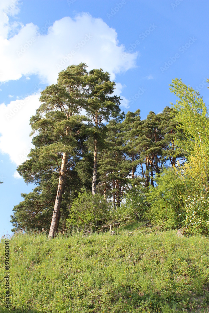 Fototapeta premium Kiefer - pine - Pinus silvestris - Südhang