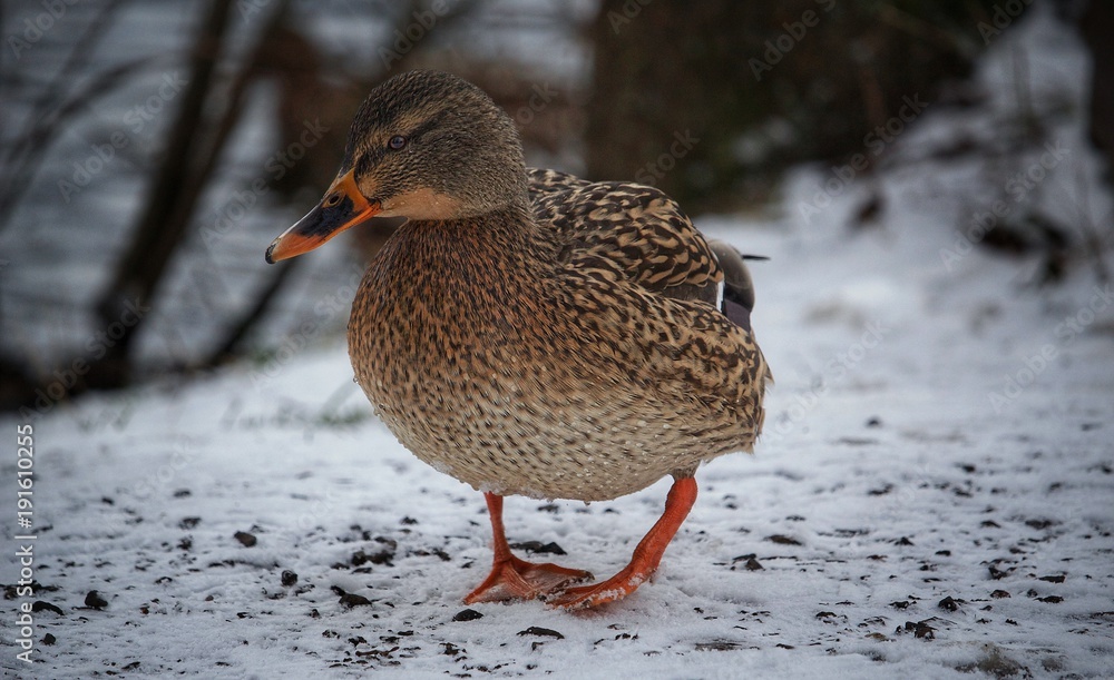 Duck in winter Duck in winter