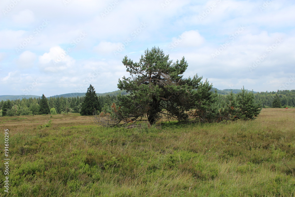Kiefer - pine - Pinus silvestris - Hochheide Kiefer - pine - Pinus silvestris - Hochheide