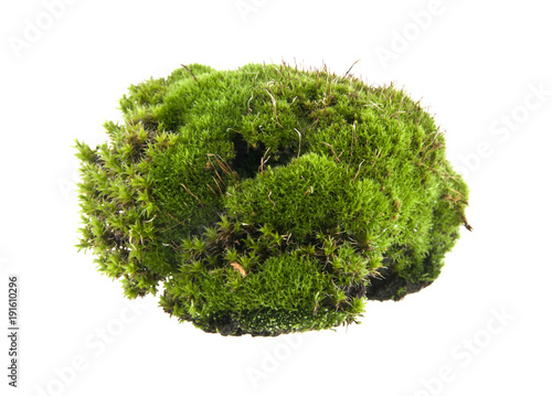 green moss isolated on white background