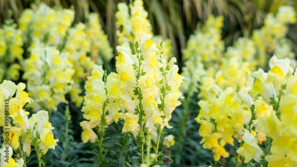 Obraz premium Yellow Snapdragon flower in the garden.