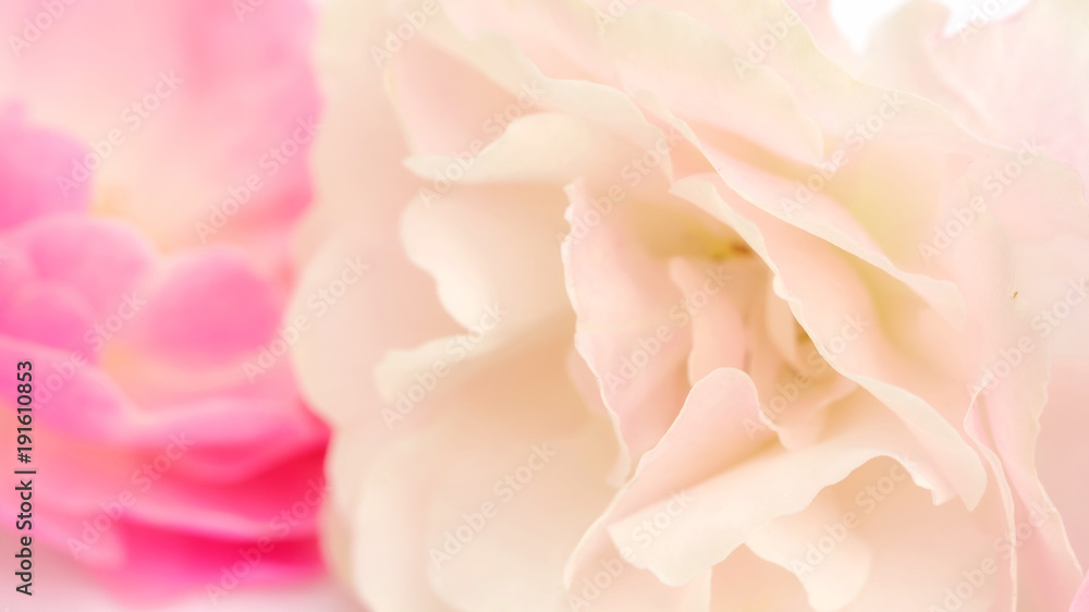 Close up of pink rose flower for a background. Close up of pink rose flower for a background.
