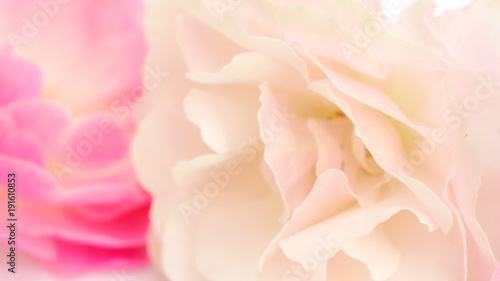 Close up of pink rose flower for a background. © supaleka