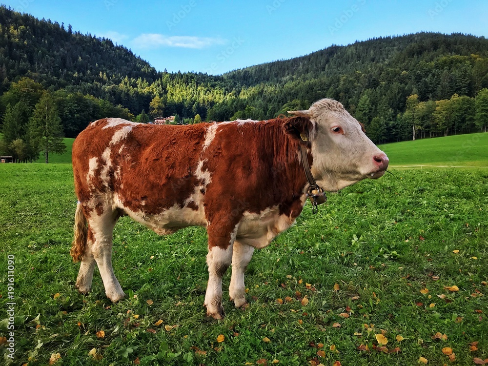 Cow in the Alps Cow in the Alps