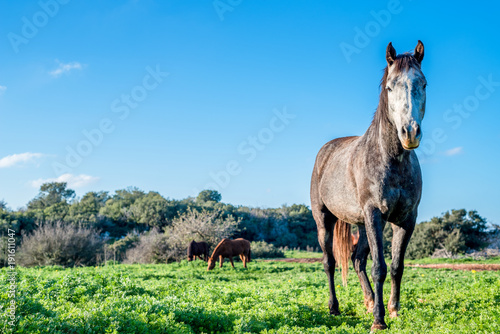 wild horses gazing in a meadow. gray horse in the front