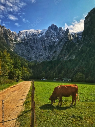 Cow in the Alps