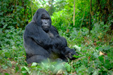 Silverback mountain gorilla looking intently into camera.