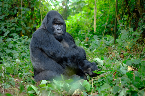 Fototapeta Silverback mountain gorilla looking intently into camera.