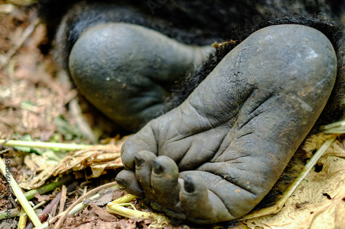 Close up of mountain gorilla foot.