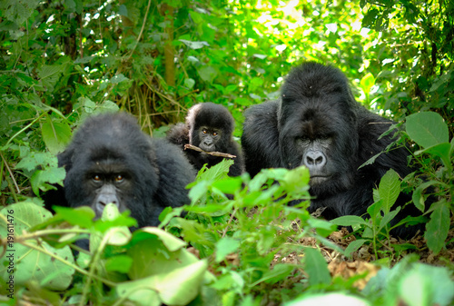 Tableau sur toile Family of mountain gorillas with a baby gorilla and a silverback posing for picture in Rwanda