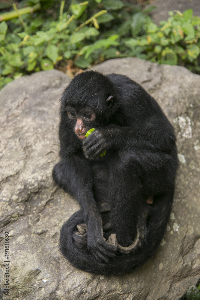 Obraz premium Black faced spider monkey in Yungas, Bolivia