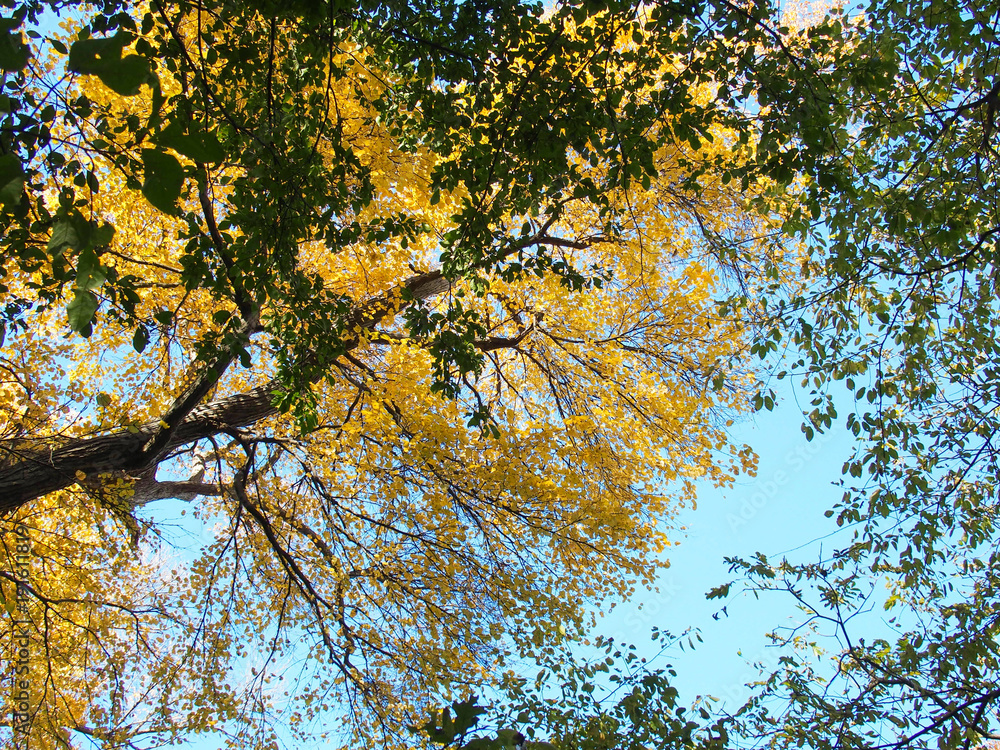 Obraz premium 黄色へ