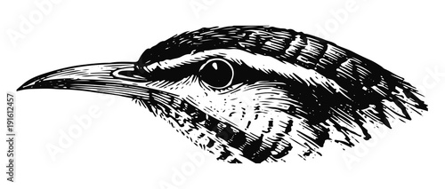 Kaktuszaunkönig - Campylorhynchus brunneicapillus - cactus-wren