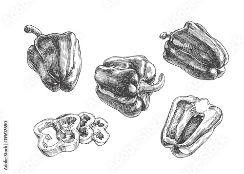 Vector set of full and slices of pepper. Vintage hand drawn illustration of different views of paprika
