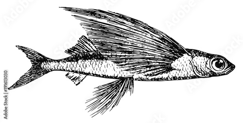 Fliegender Fisch - Exocoetidae - flying fish