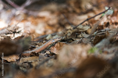  Slow Worm moving through fallen leaves © Jovan Vidaković