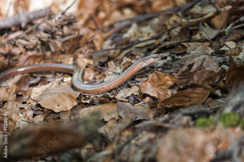  Slow Worm moving through fallen leaves
