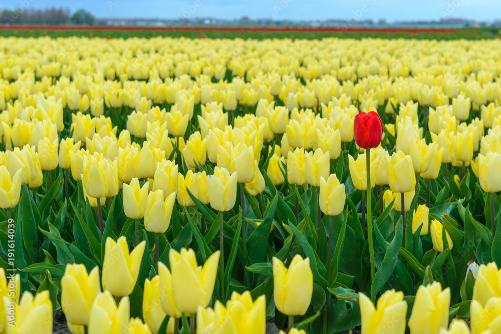 A lone red tulip stands among a blooming tulip field, The Netherlands