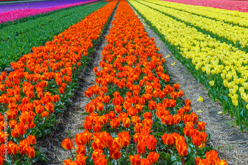 Spring blooming tulip field, The Netherlands