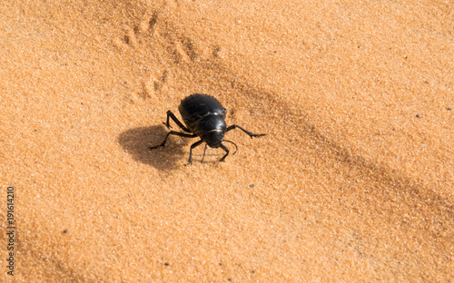 Scarabée dans le désert