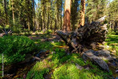 Beautiful scenery on the Big Trees Trail in Sequoia National Park where are the biggest trees of the world, California. USA.