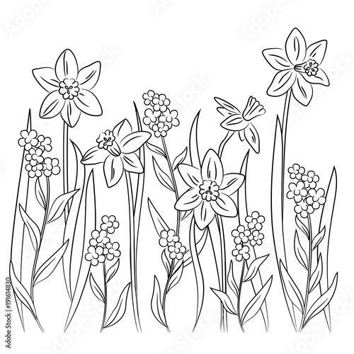 Fototapeta Naklejka Na Ścianę i Meble -  vector contour daffodil narcissus forget-me-not flowers