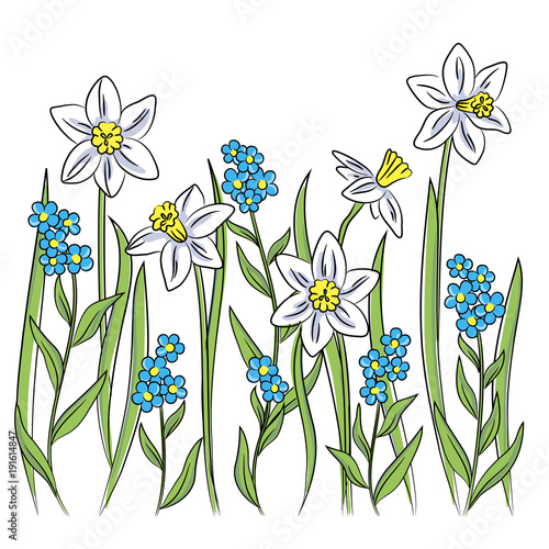 Fototapeta Naklejka Na Ścianę i Meble -  vector color blue yellow  flowers daffodil narcissus forget-me-not decor
