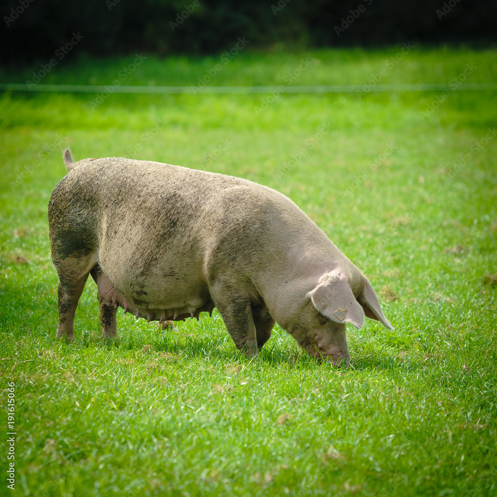 Pig farm. pigs in field. Healthy pig on meadow Pig farm. pigs in field. Healthy pig on meadow