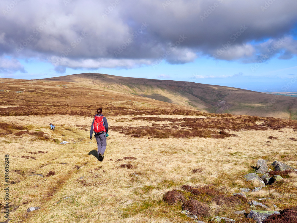 A hiker walking towards Miton Hill and High Pike from the summit of Carrock Fell in the English Lake District, UK.