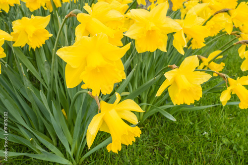 Fototapeta Naklejka Na Ścianę i Meble -  Narzissen