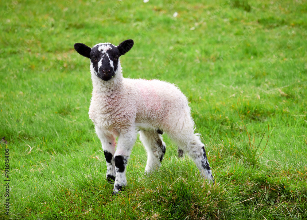 Young lamb in a green field in springtime in the English countryside. Livestock, hill farming. Young lamb in a green field in springtime in the English countryside. Livestock, hill farming.