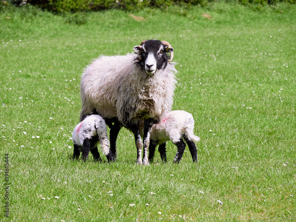 Sheep with their young lambs in a green field in springtime in the English countryside. Livestock, hill farming. Sheep with their young lambs in a green field in springtime in the English countryside. Livestock, hill farming.