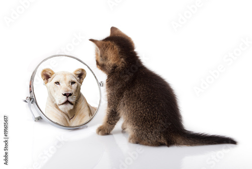 Fotografie, Obraz kitten with mirror on white background
