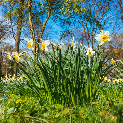 narcissus groving from the green grass photo